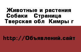 Животные и растения Собаки - Страница 10 . Тверская обл.,Кимры г.